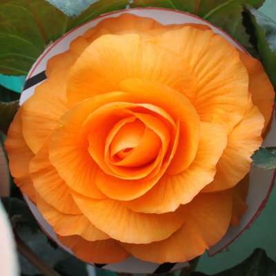 B. ‘Angela Jane’